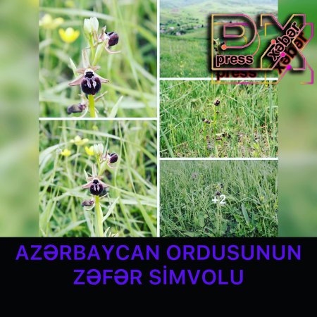 AZƏRBAYCAN ORDUSUNUN ZƏFƏR SİMVOLU