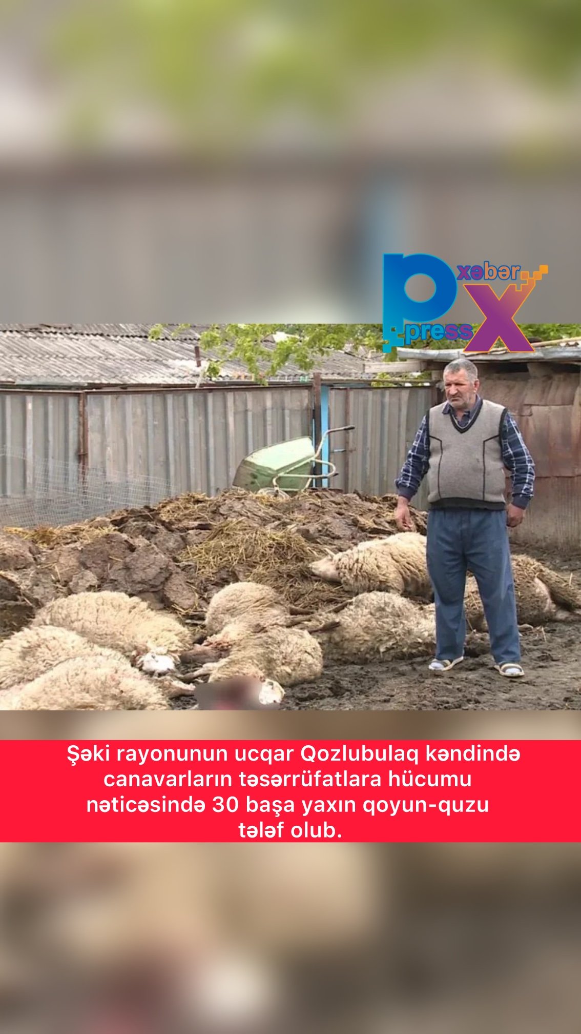 Şəki rayonunun ucqar Qozlubulaq kəndində canavarların təsərrüfatlara hücumu nəticəsində 30 başa yaxın qoyun-quzu tələf olub.